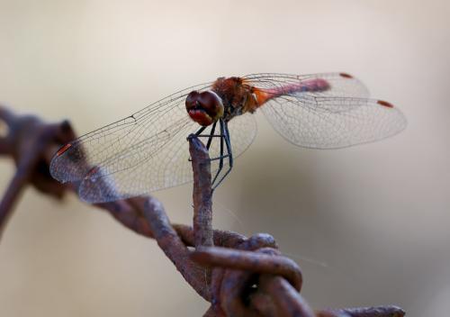 Réf. 330 180 : Sympetrum sanguineum