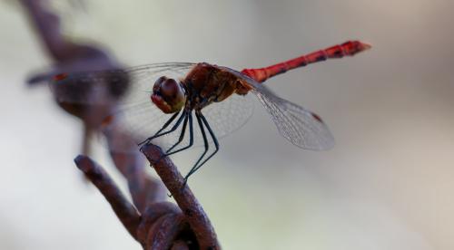 Sympetrum sanguineum