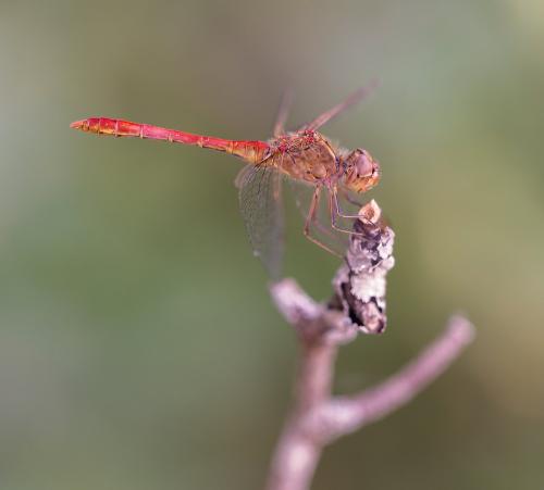 Sympetrum meridionale