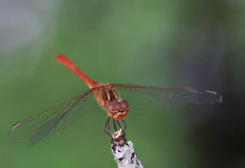 Réf. 330 272 : Sympetrum meridionale