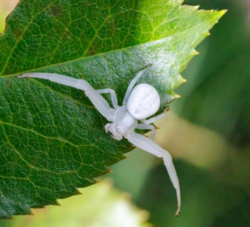Misumena vatia