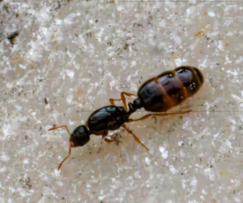Solenopsis fugax