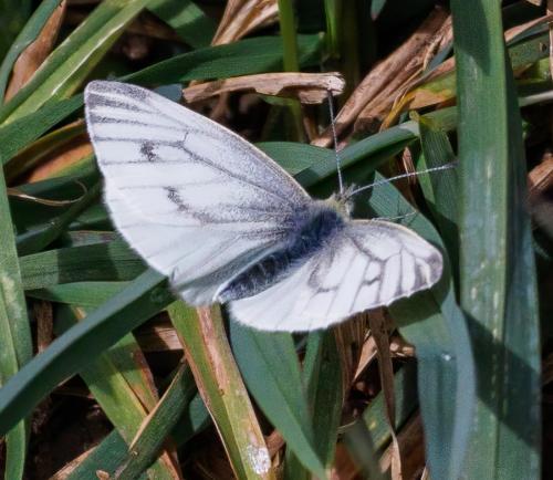 Réf. 330 323 : Pieris napi