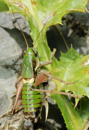 Anonconotus alpinus
