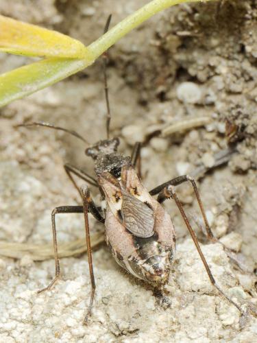 Alydus rupestris