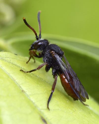 Réf. 330 468 : Nomada sp.