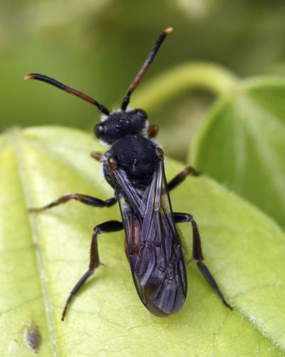 Réf. 330 467 : Nomada sp.