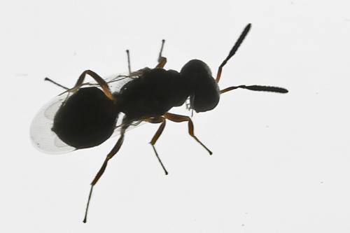 Conomorium sp.