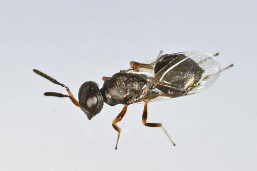 Conomorium sp.