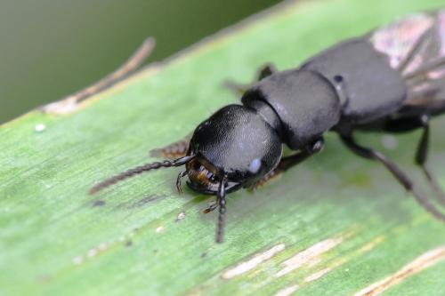 Réf. 330 661 : Ocypus aethiops