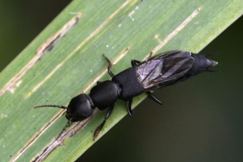 Réf. 330 660 : Ocypus aethiops