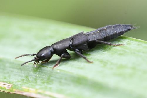 Réf. 330 659 : Ocypus aethiops