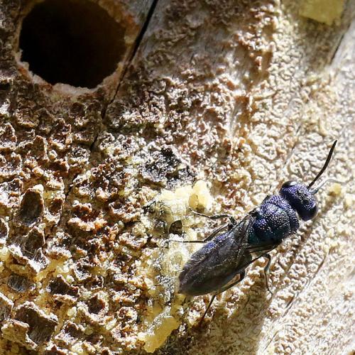 Trichrysis cyanea