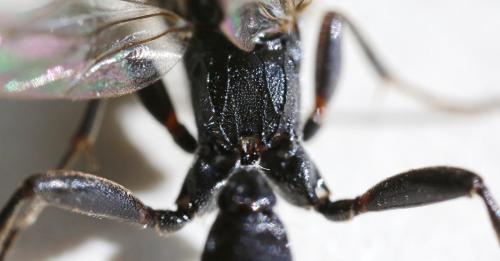 Réf. 330 412 : Coelichneumon eburnifrons