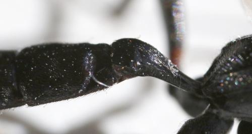 Coelichneumon eburnifrons