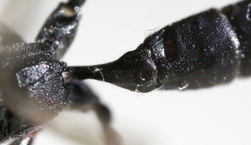 Coelichneumon eburnifrons
