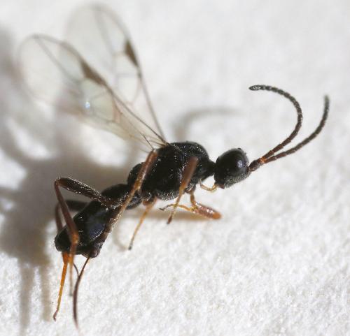 Réf. 330 992 : Blacus sp.