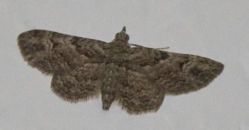 Réf. 330 630 : Gymnoscelis rufifasciata