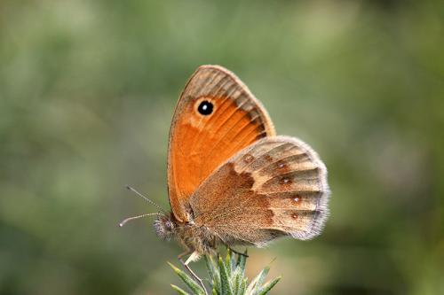 Réf. 330 310 : Coenonympha pamphilus
