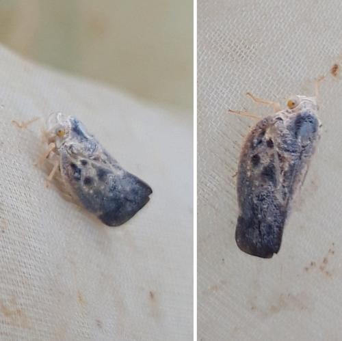 Metcalfa pruinosa