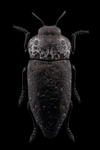 Réf. 330 112 : Capnodis tenebrionis