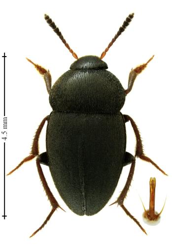 Catops grandicollis