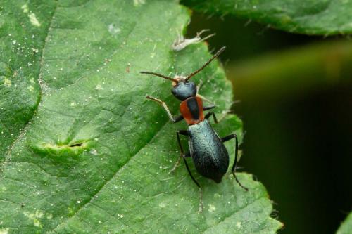 Cyrtosus cyanipennis