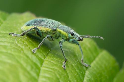 Réf. 330 027 : Chlorophanus viridis