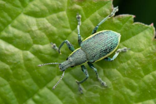 Réf. 330 026 : Chlorophanus viridis