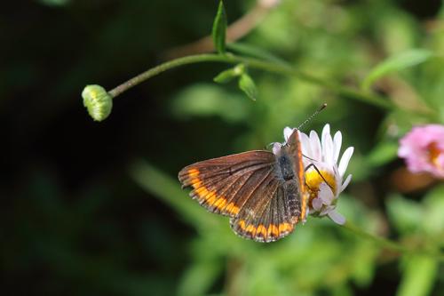 Réf. 330 070 : Aricia agestis