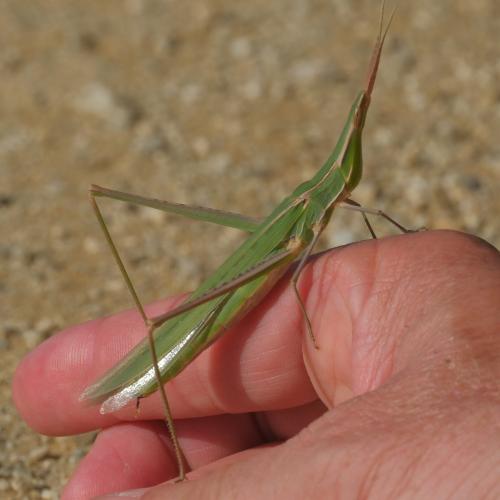Réf. 330 259 : Acrida ungarica mediterranea