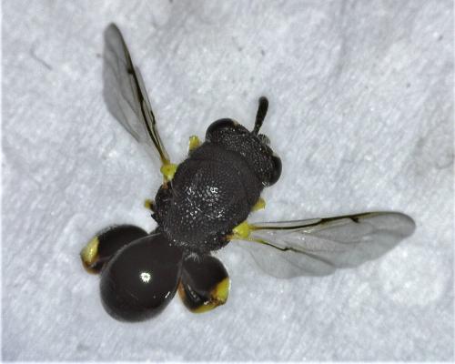 Brachymeria sp.
