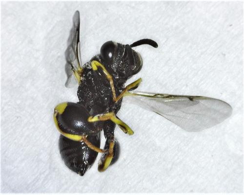 Brachymeria sp.