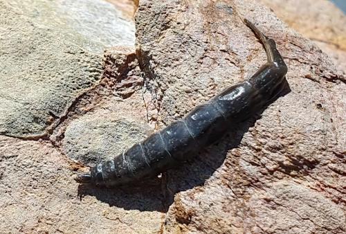 Réf. 330 266 : Stratiomys sp.