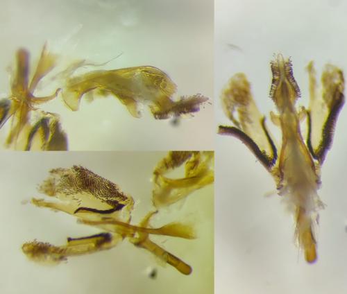 Réf. 330 610 : Bembecia ichneumoniformis