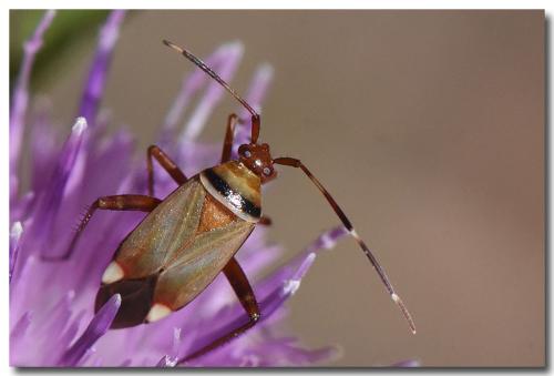 Réf. 330 243 : Adelphocoris vandalicus