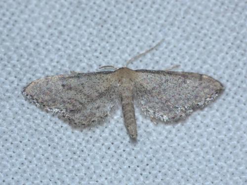 Idaea infirmaria