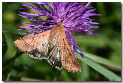 Réf. 330 255 : Helicoverpa armigera