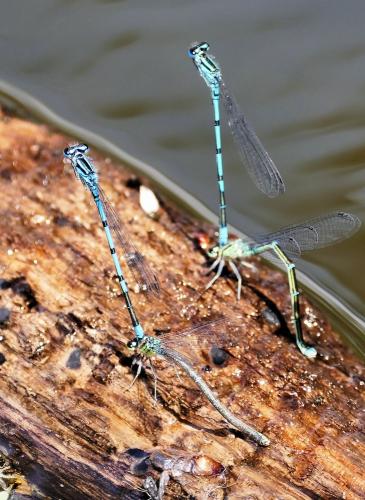 Réf. 330 075 : Coenagrion puella