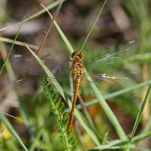 Réf. 330 629 : Sympetrum meridionale