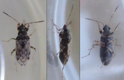 Remaudiereana annulipes