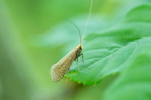 Nematopogon sp.