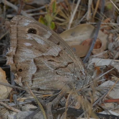 Réf. 330 309 : Hipparchia fidia