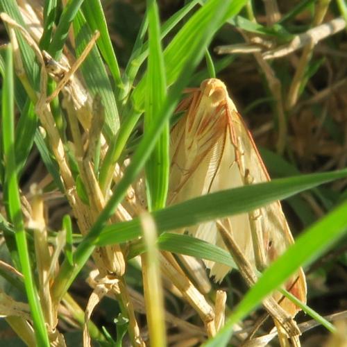 Rhodometra sacraria