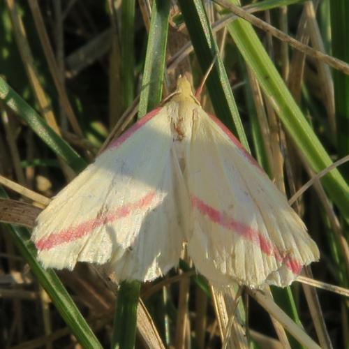 Rhodometra sacraria