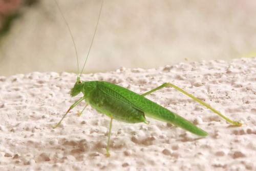 Phaneroptera nana