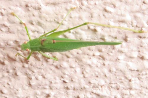 Phaneroptera nana