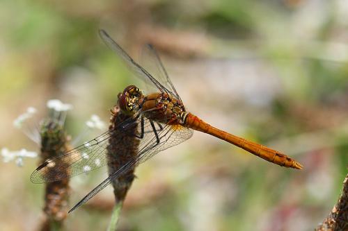 Réf. 330 628 : Sympetrum sanguineum