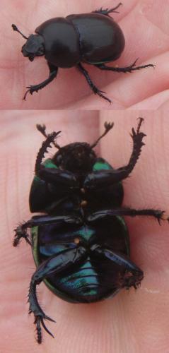 Réf. 330 925 : Trypocopris pyrenaeus