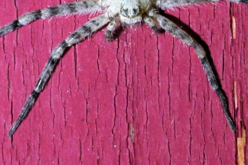 Philodromus margaritatus